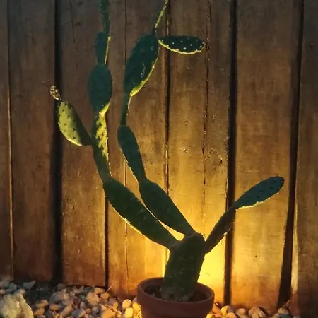 La Luz De Ari Landsted